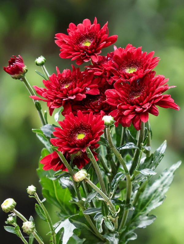 Chrysanthemum Plant (Sevanthi Hoovu)